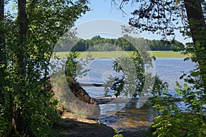 snag in the forest lake