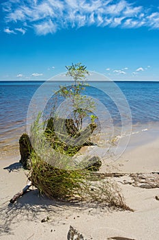 Snag with fresh green leaves on a sea coast.