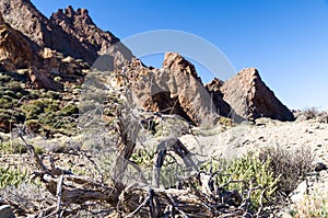 Snag in front of volcanic background