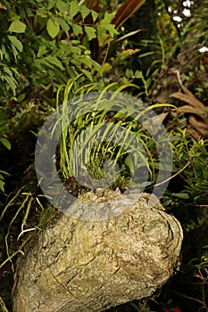 Snag with green grass