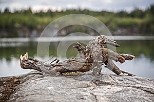 Snag on the lake