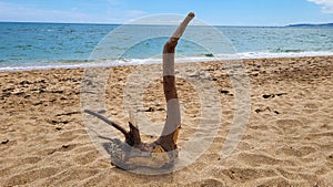 A snag that looks like a swan on a lonely sea beach after a storm.