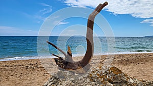 A snag that looks like a swan on a lonely sea beach after a storm