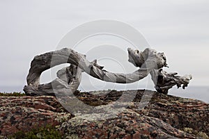 Snag with oval shape on the rock