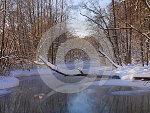 a snag over a lake in the forest