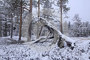 Snag in the pine forest