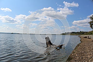 Snag on the river Bank