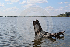 Snag on the river Bank