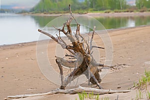 Snag on the river shore