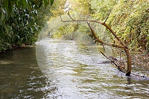 Snag river stream bushes trees nature landscape scenery.