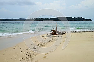 Snag on the sand beach of Isla Bajo Boyarena, San Miguel, Panama