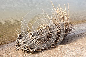 Snag on the sand near the water close up