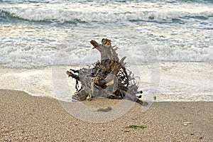 Snag on the sea shore