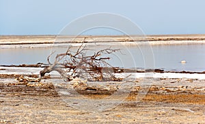 A snag on the sore of the Dead sea