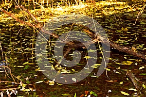 Snag sticking out of the swamp covered with fallen autumn leaves