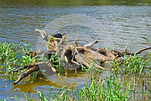 Snag sticking out of the water