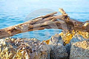 Snag on the stones and sea