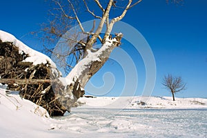 Snag and tree on winter lake shore