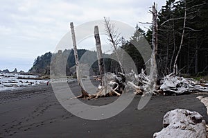 Snag trees on black beach