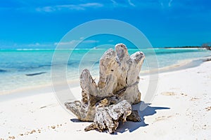 Snag on the tropical beach