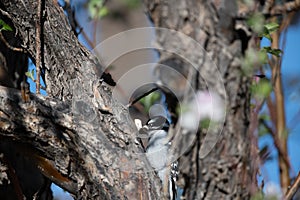 Snagged Downy Woodpecker