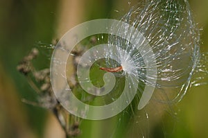 Snagged Milkweed Seed Glistening in the Sunlight