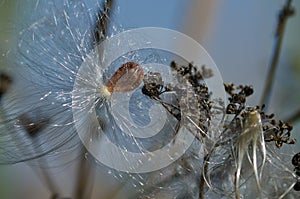 Snagged Milkweed Seed Glistening in the Sunlight