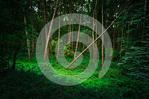 A Snagged Tree in lush green Forest.