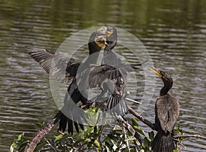 Double-crested Cormorants Fight for a Fishy Meal