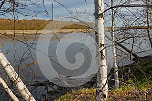 Snags and fallen trees on the steep bank of the river