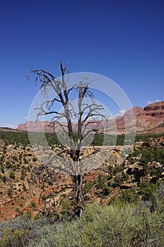 Snags overlook Huber wash