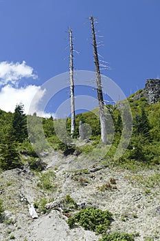 Snags of trees destroyed by the volcanic eruption of 1980