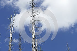 Snags of trees destroyed by the volcanic eruption of 1980