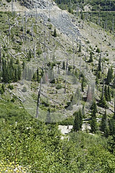 Snags of trees destroyed by the volcanic eruption of 1980