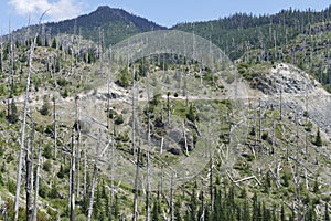 Snags of trees destroyed by the volcanic eruption of 1980