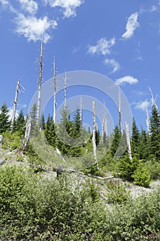 Snags of trees destroyed by the volcanic eruption of 1980