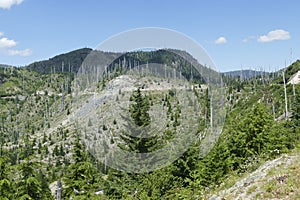 Snags of trees destroyed by the volcanic eruption of 1980