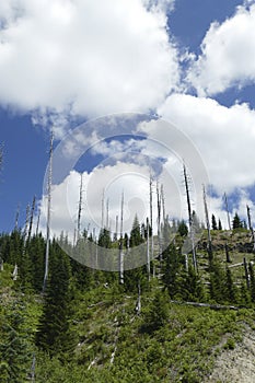 Snags of trees destroyed by the volcanic eruption of 1980