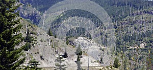 Snags of trees destroyed by the volcanic eruption of 1980