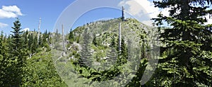 Snags of trees destroyed by the volcanic eruption of 1980