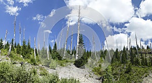 Snags of trees destroyed by the volcanic eruption of 1980