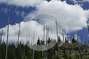 Snags of trees destroyed by the volcanic eruption of 1980