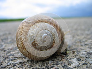 Snail