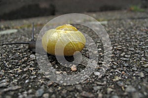 Snail