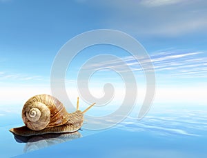 Snail