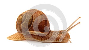 Snail