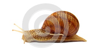 Snail