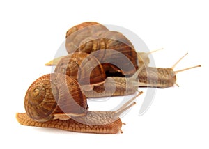 Snail