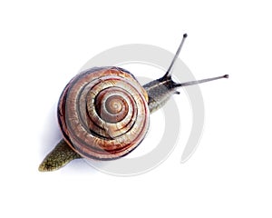 Snail