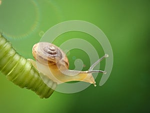 Snail